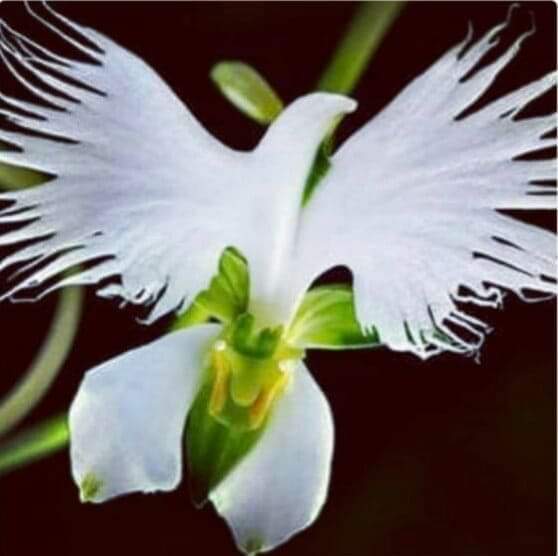 Viskoza i njene&nbsp;karakteristike?