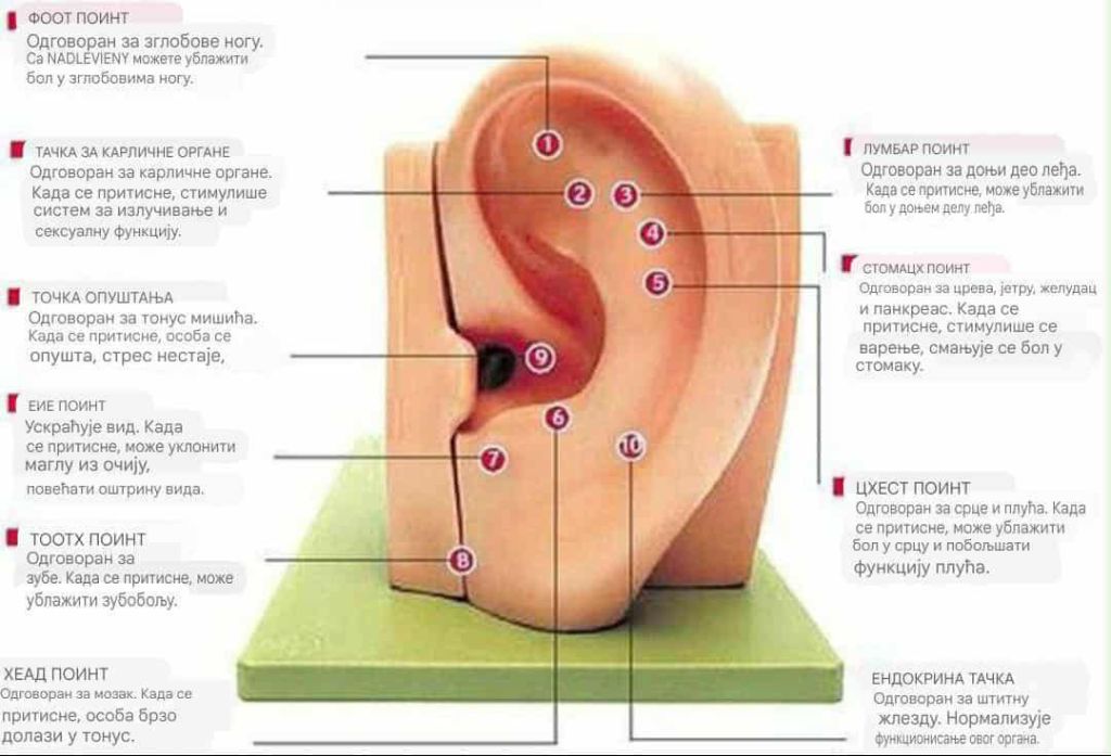 Uši su prekrivene nervnim završecima te su stoga vrlo osetljive. Odogovarajućom masažom ušiju, stimulisaćete refleksne centre u mozgu sa kojima su uši povezane. Prema istočnoj medicini, refleksne zone uha odgovaraju pojedinim organima u telu.
